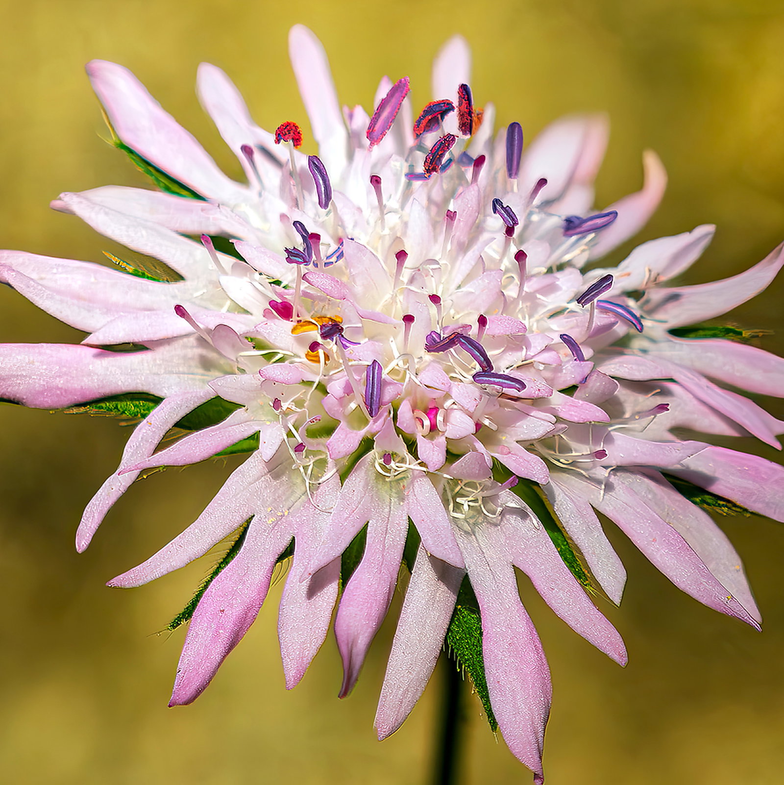 Knautia Integrifolia