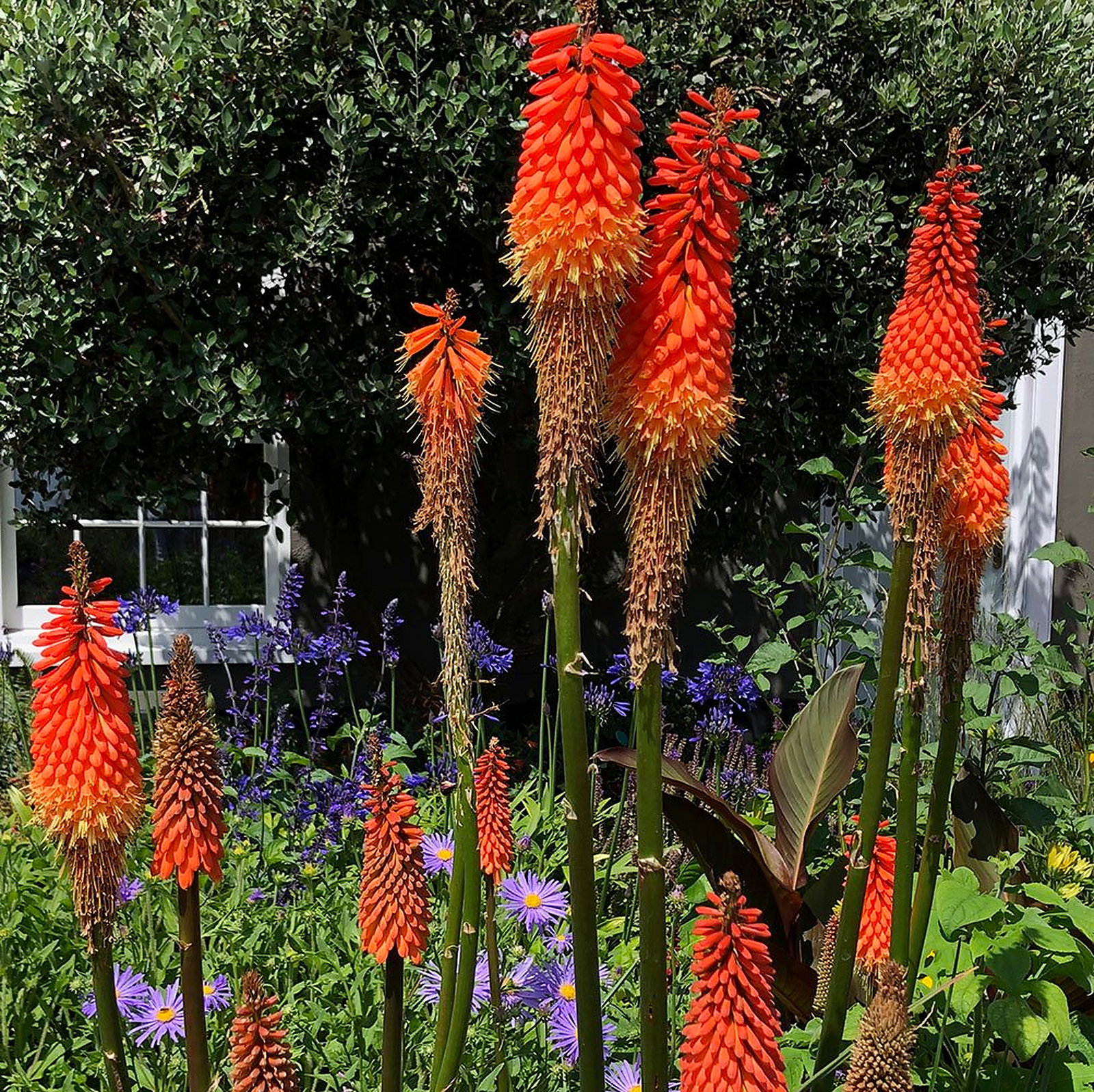 Kniphofia 'Alcazar'