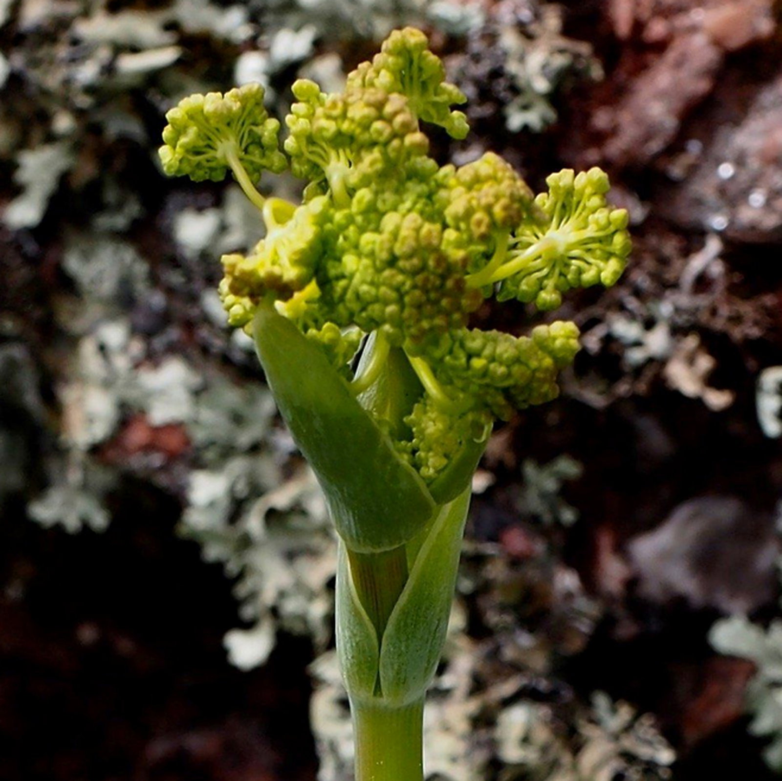Kundmannia Sicula