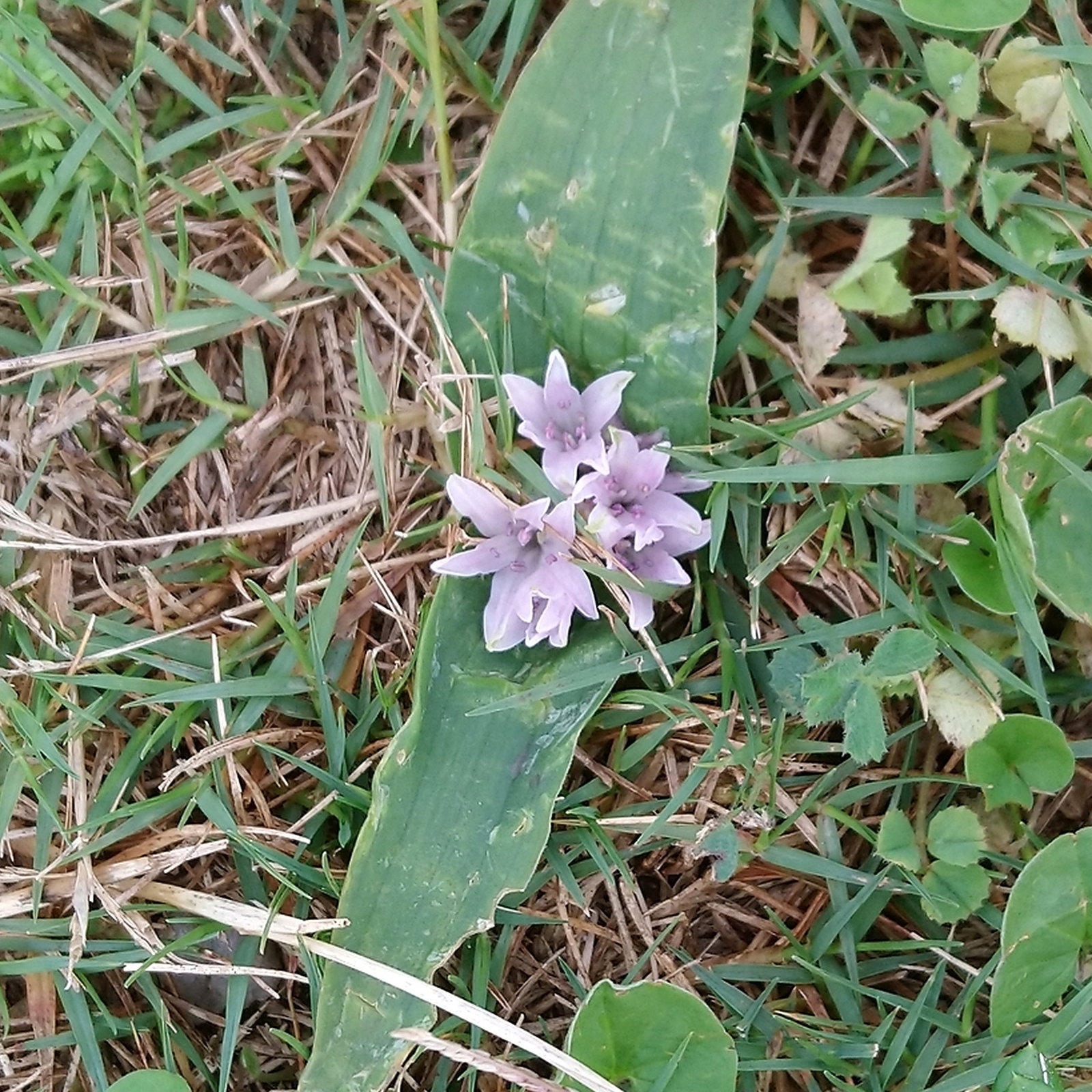 Lachenalia Ensifolia