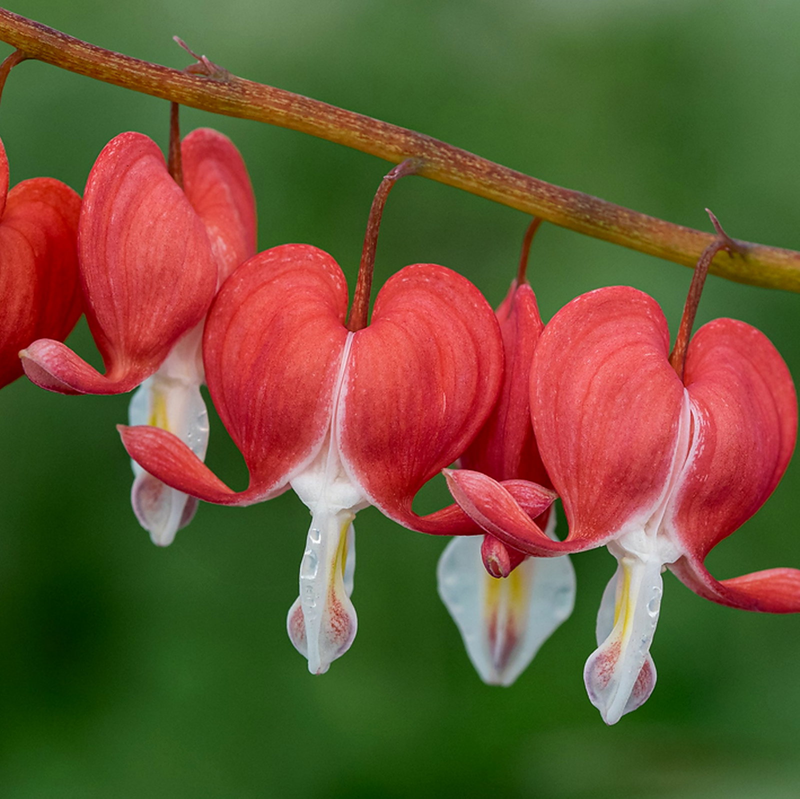 Lamprocapnos Spectabilis 'Valentine'