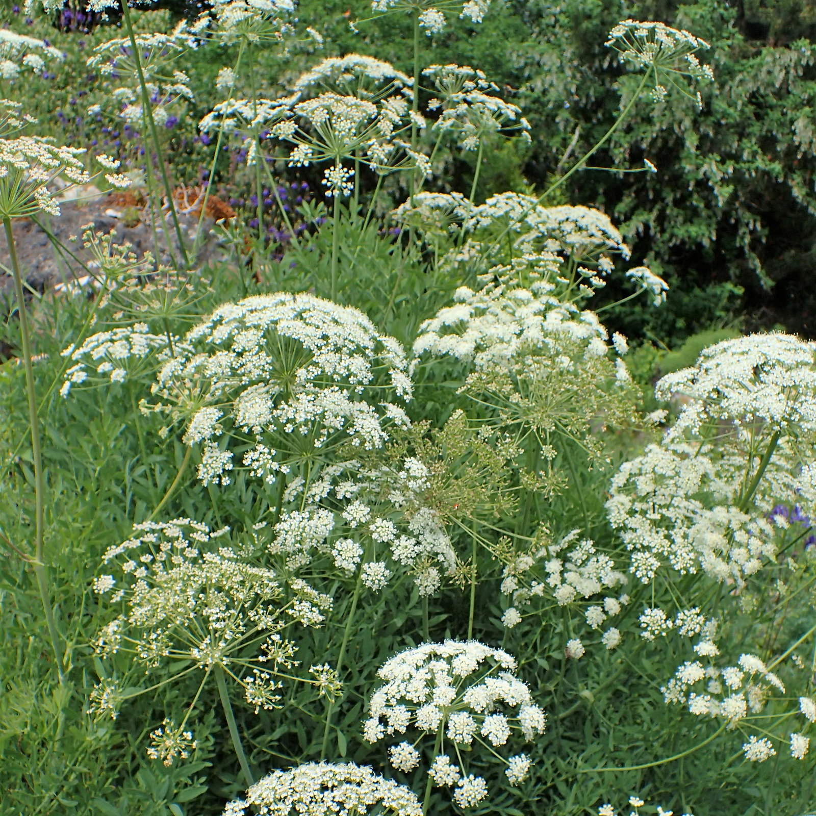 Laserpitium Siler
