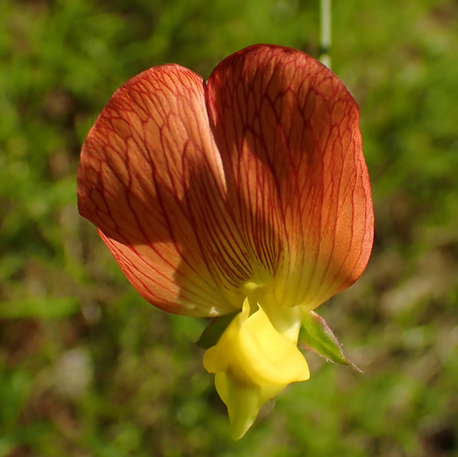 Lathyrus Belinensis