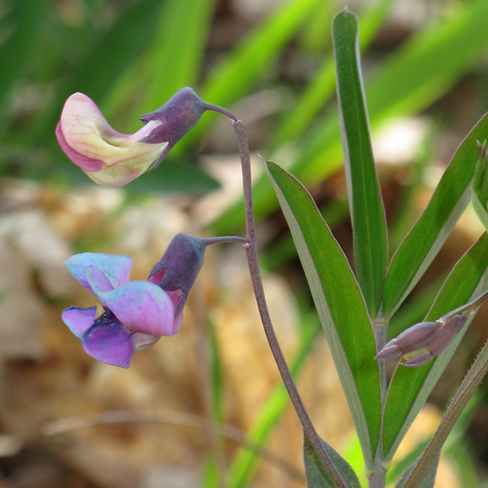 Lathyrus Linifolius Var. Montanus