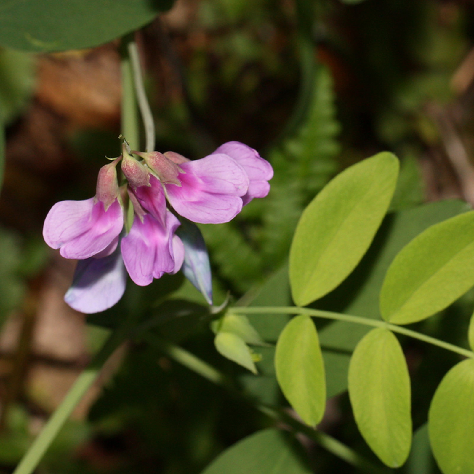Lathyrus Polyphyllus