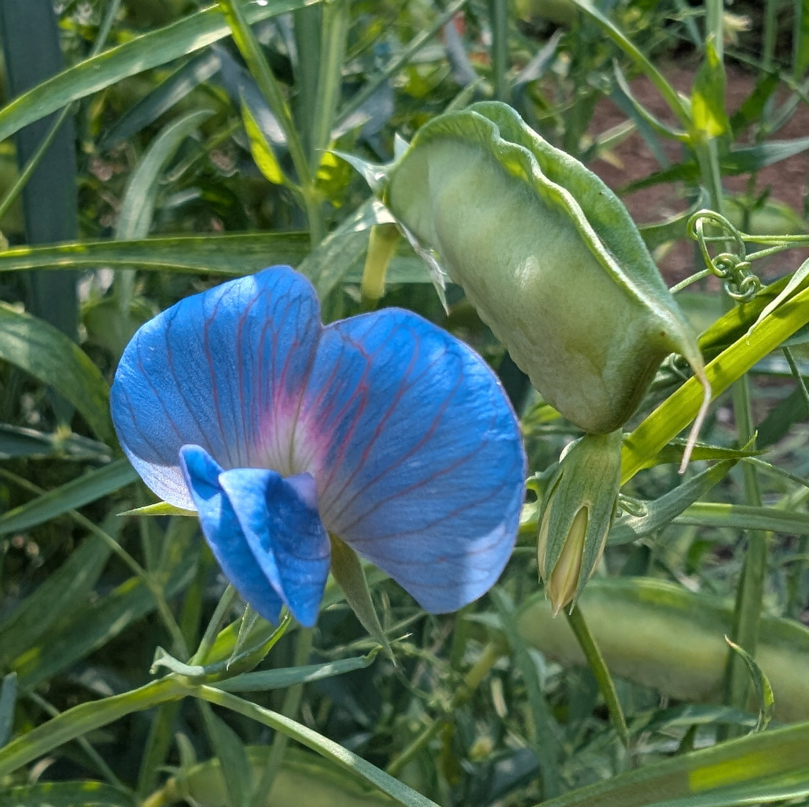 Lathyrus Sativus Azureus