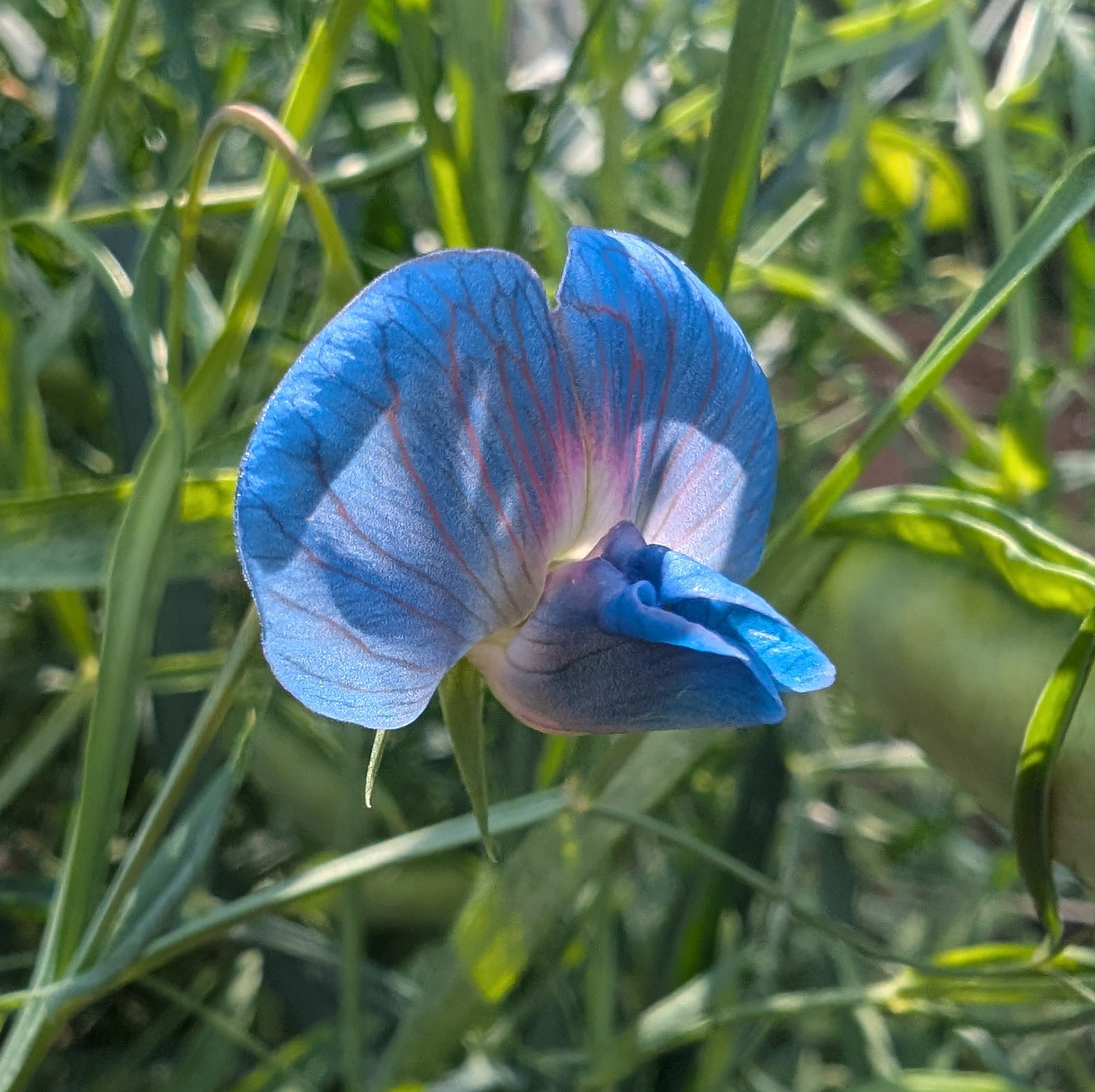 Lathyrus Sativus Azureus