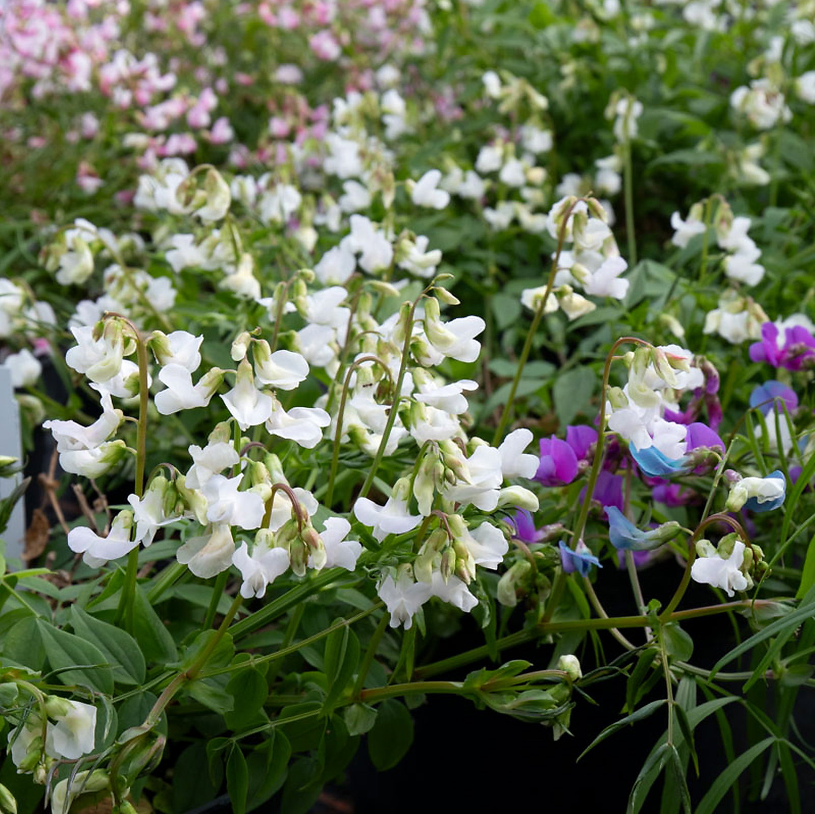 Lathyrus Vernus 'Albiflorus'