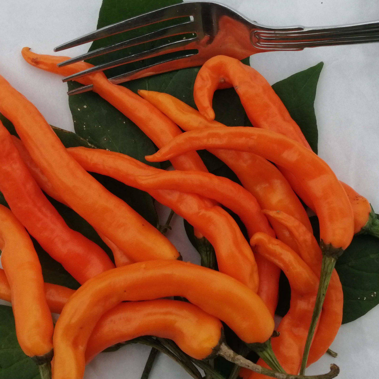 Pepper Solar Flare