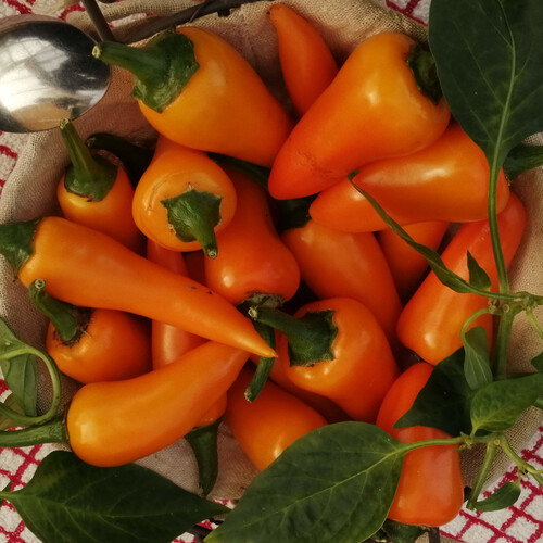Pepper Bulgarian Carrot
