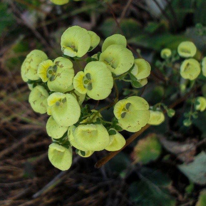 Calceolaria Nudicaulis