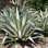 Agave Americana Mediopicta Alba