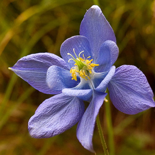 Aquilegia Pyrenaica
