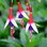 Fuchsia Magellanica Arauco