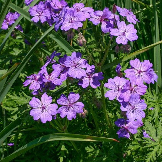 Geranium Tuberosum