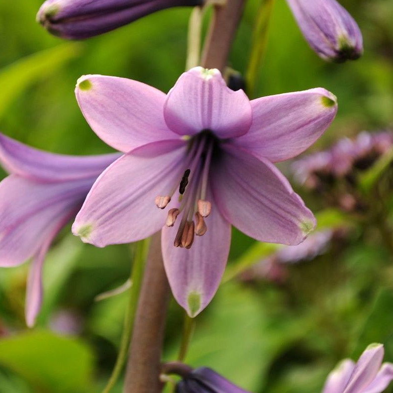 Notholirion Bulbuliferum