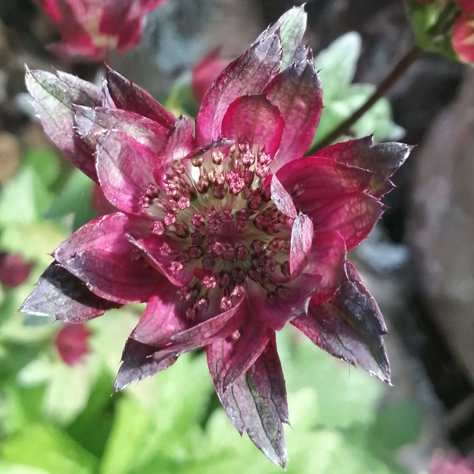 Astrantia Crimson Giant