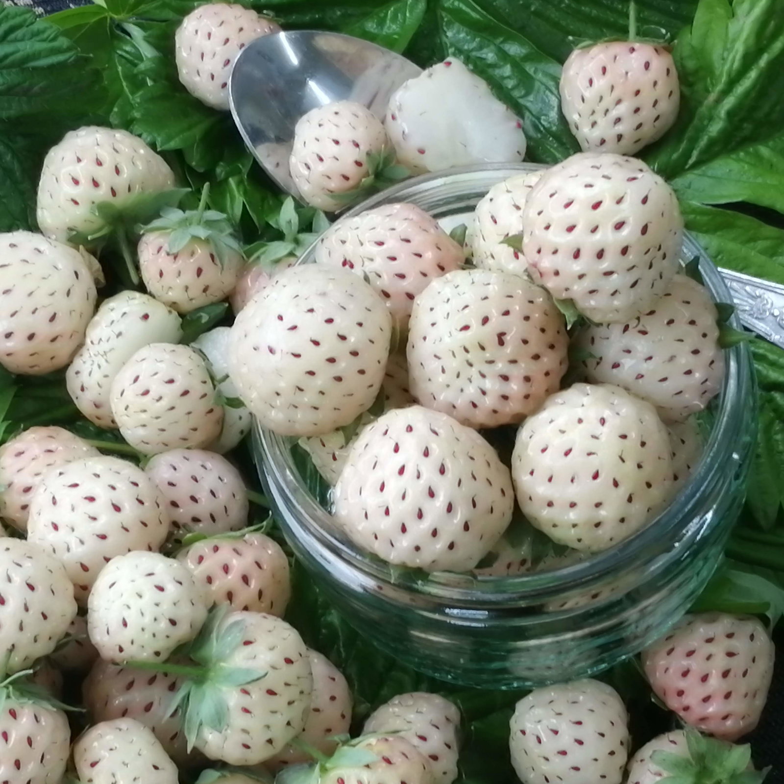 Pineberry