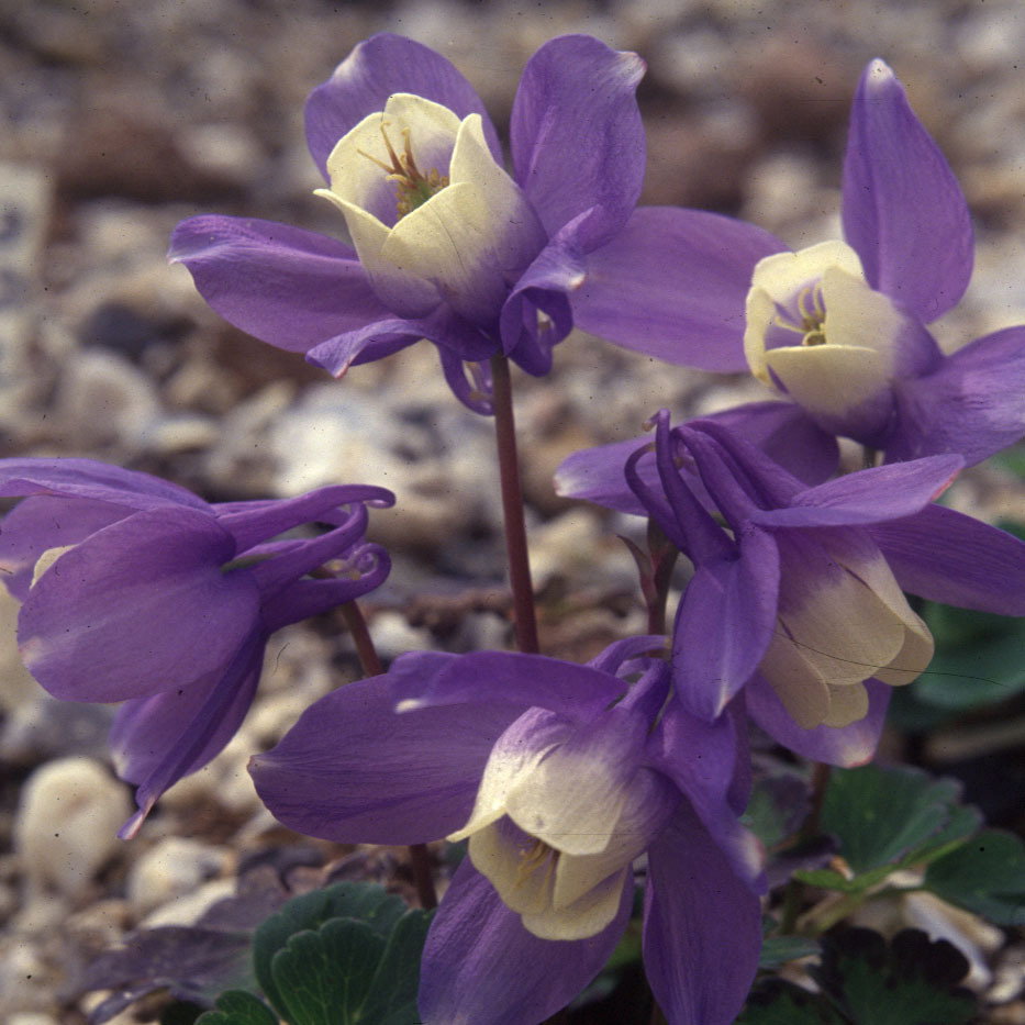 Aquilegia Saximontana