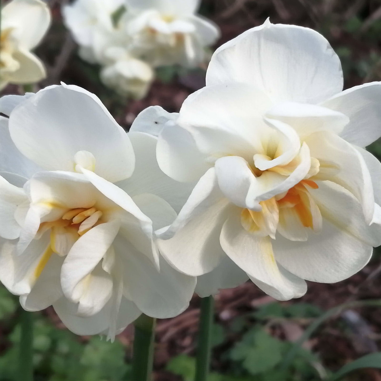 Daffodills Mix