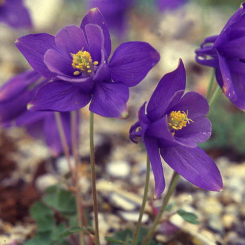Aquilegia Scopulorum