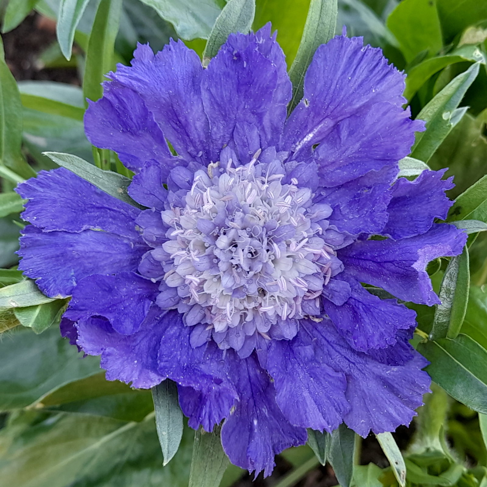 Scabiosa Fama Deep Blue