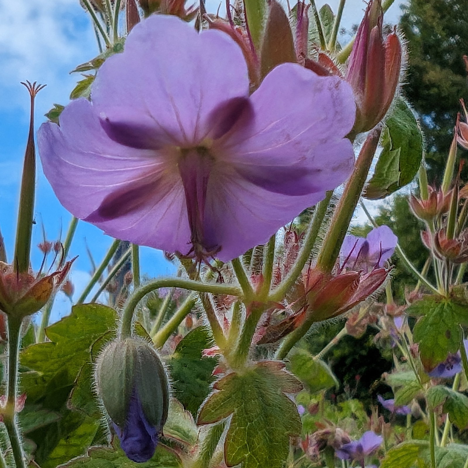 Geranium Eriostemon