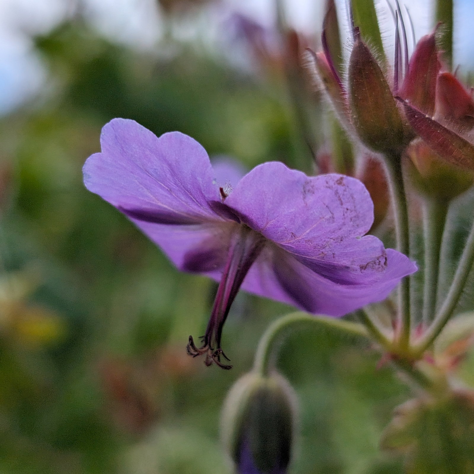 Geranium Eriostemon