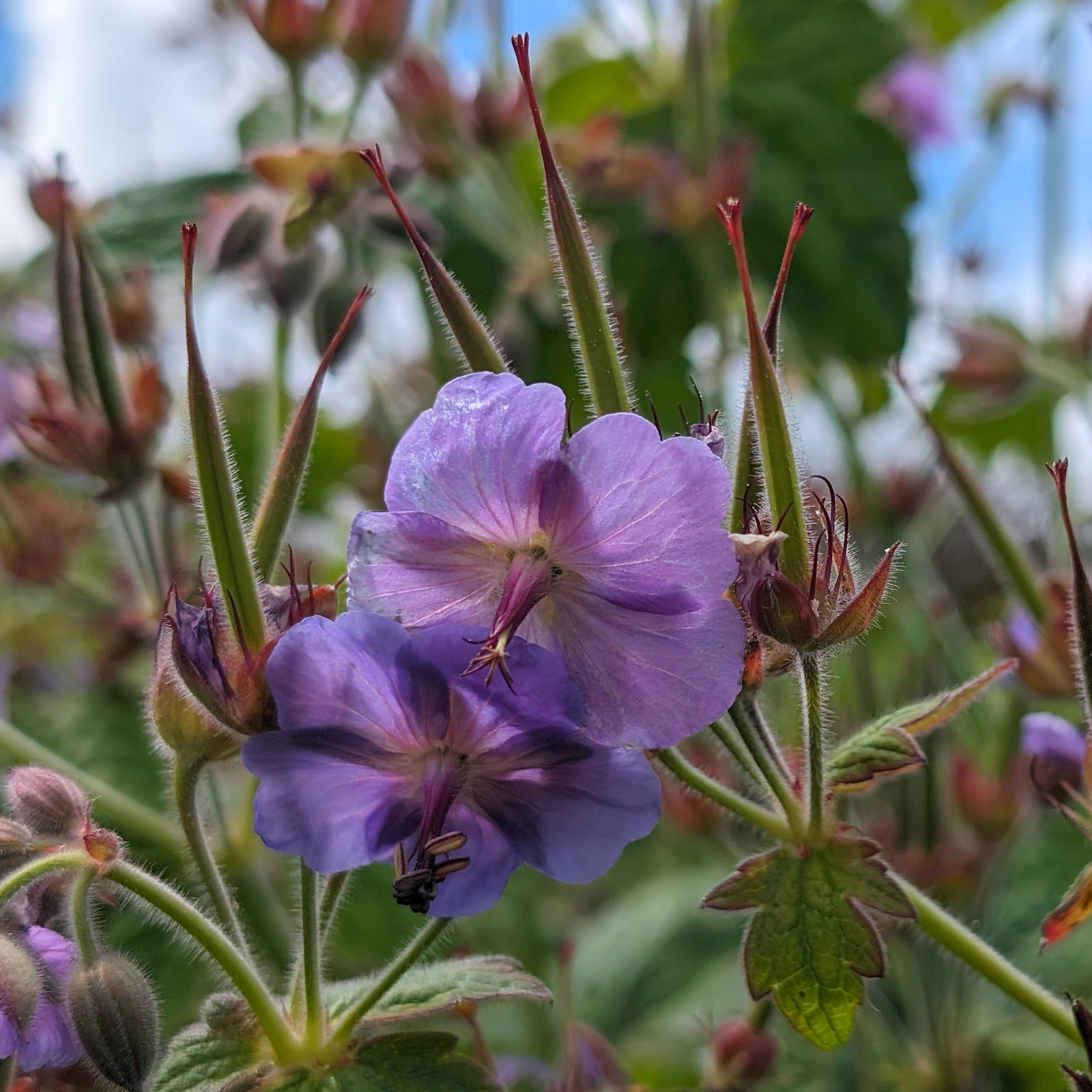 Geranium Eriostemon