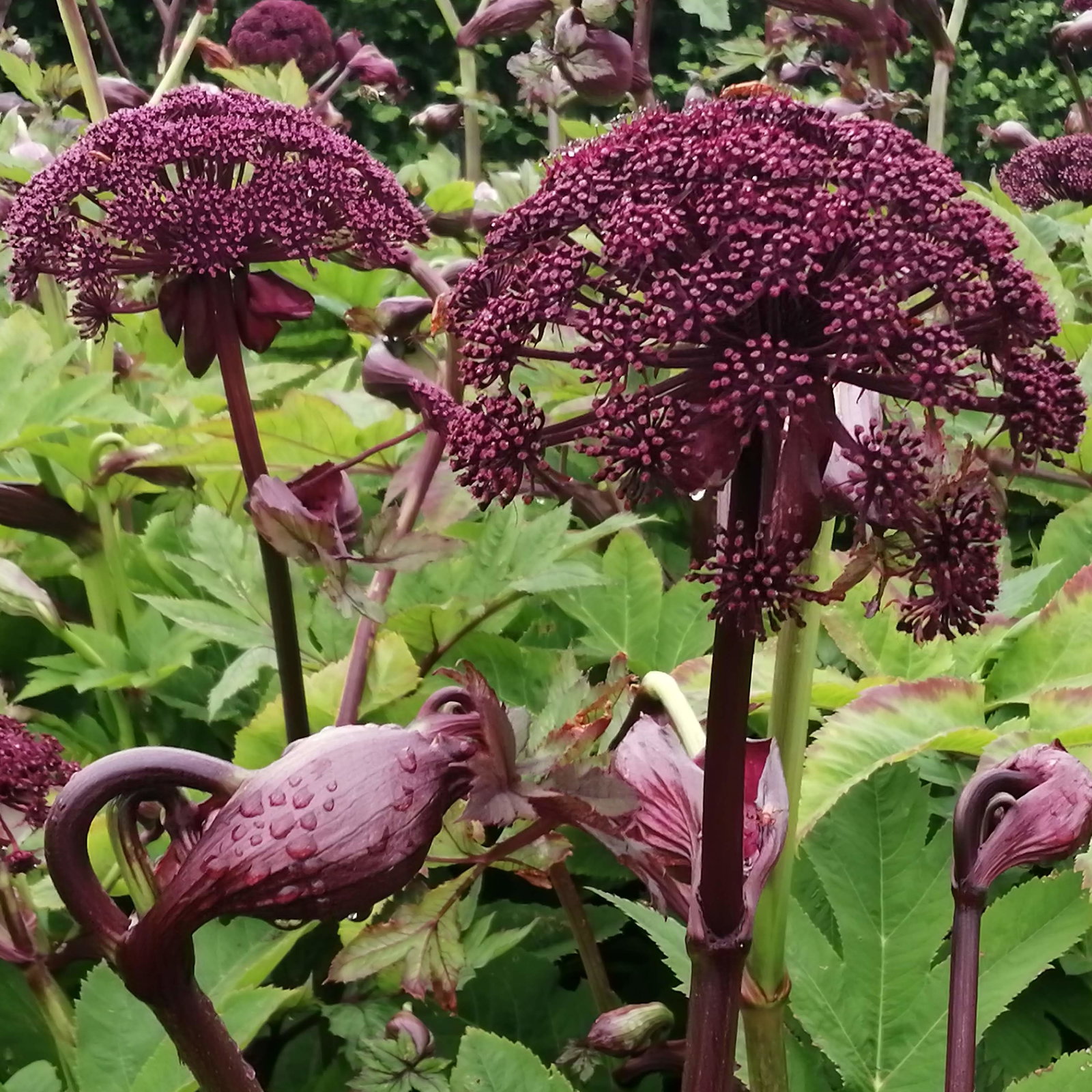 Angelica Gigas