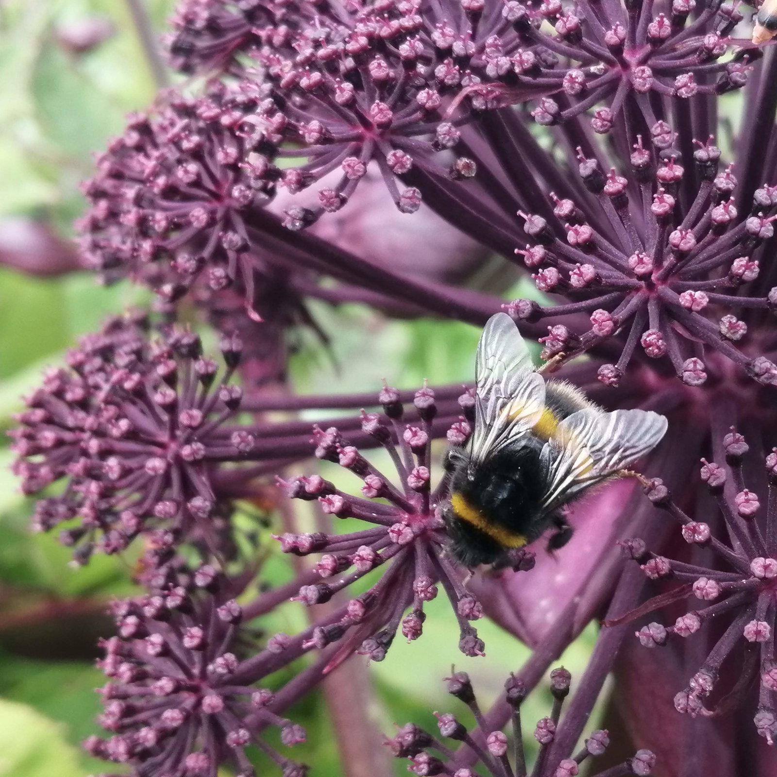 Angelica Gigas