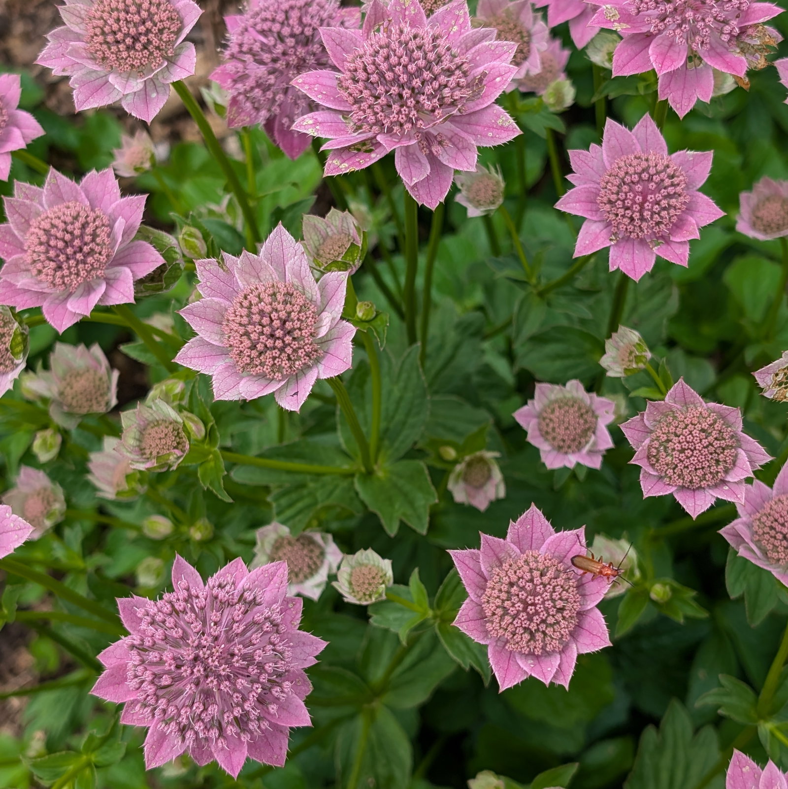 Astrantia Maxima