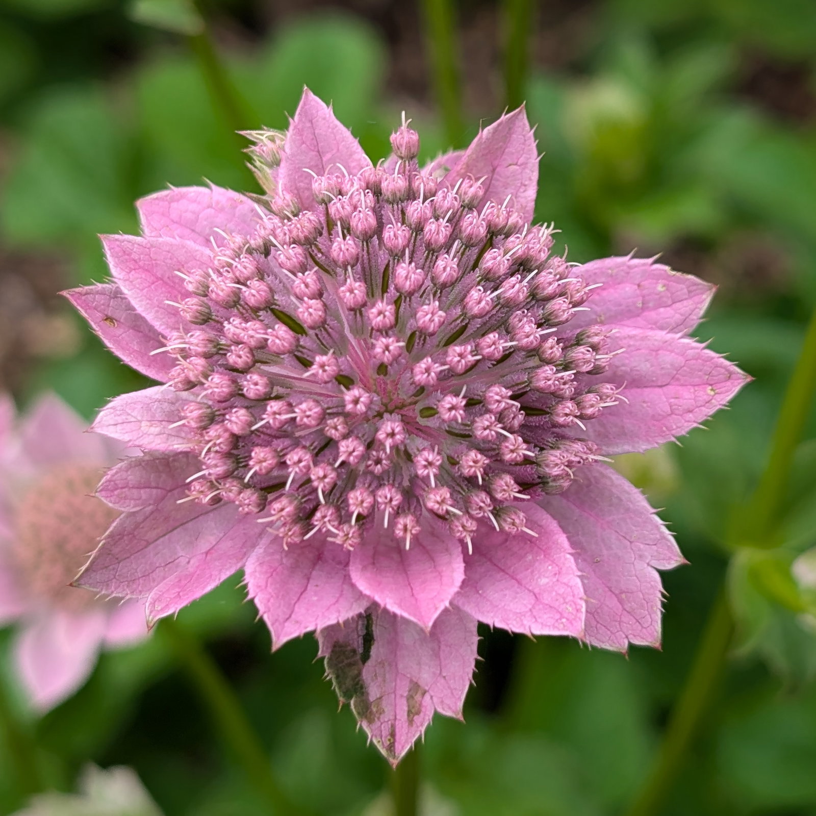 Astrantia Maxima