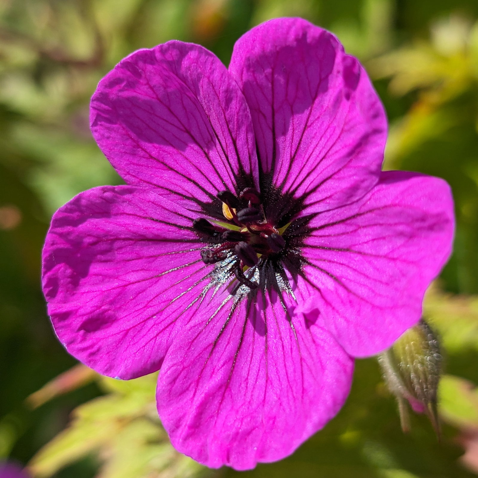Geranium Psilostemon