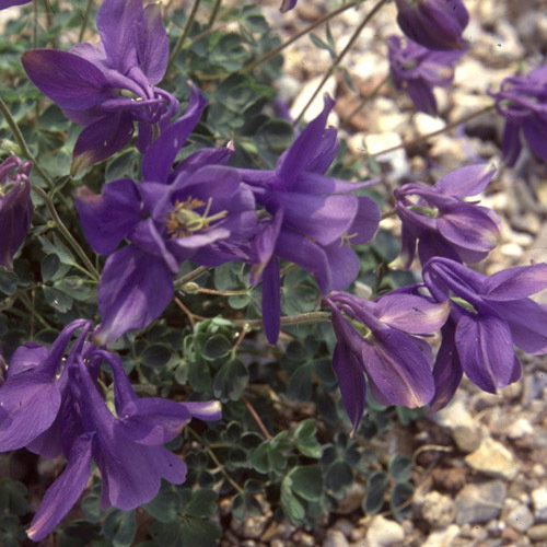 Aquilegia Scopulorum