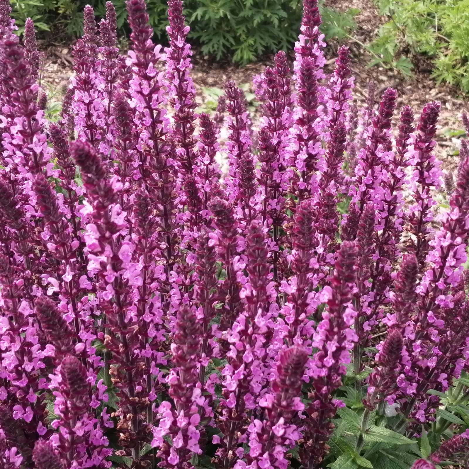 Salvia Nemorosa Rose
