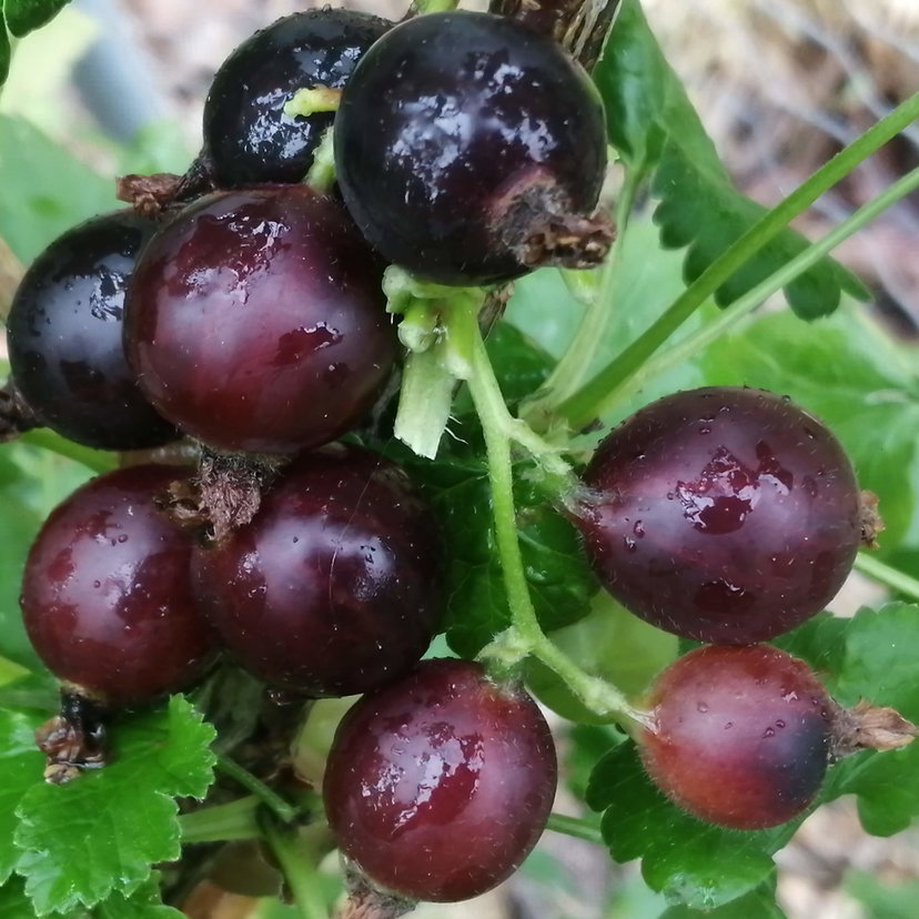 Jostaberry Seeds | Edible Berry Seeds | Plant World Seeds