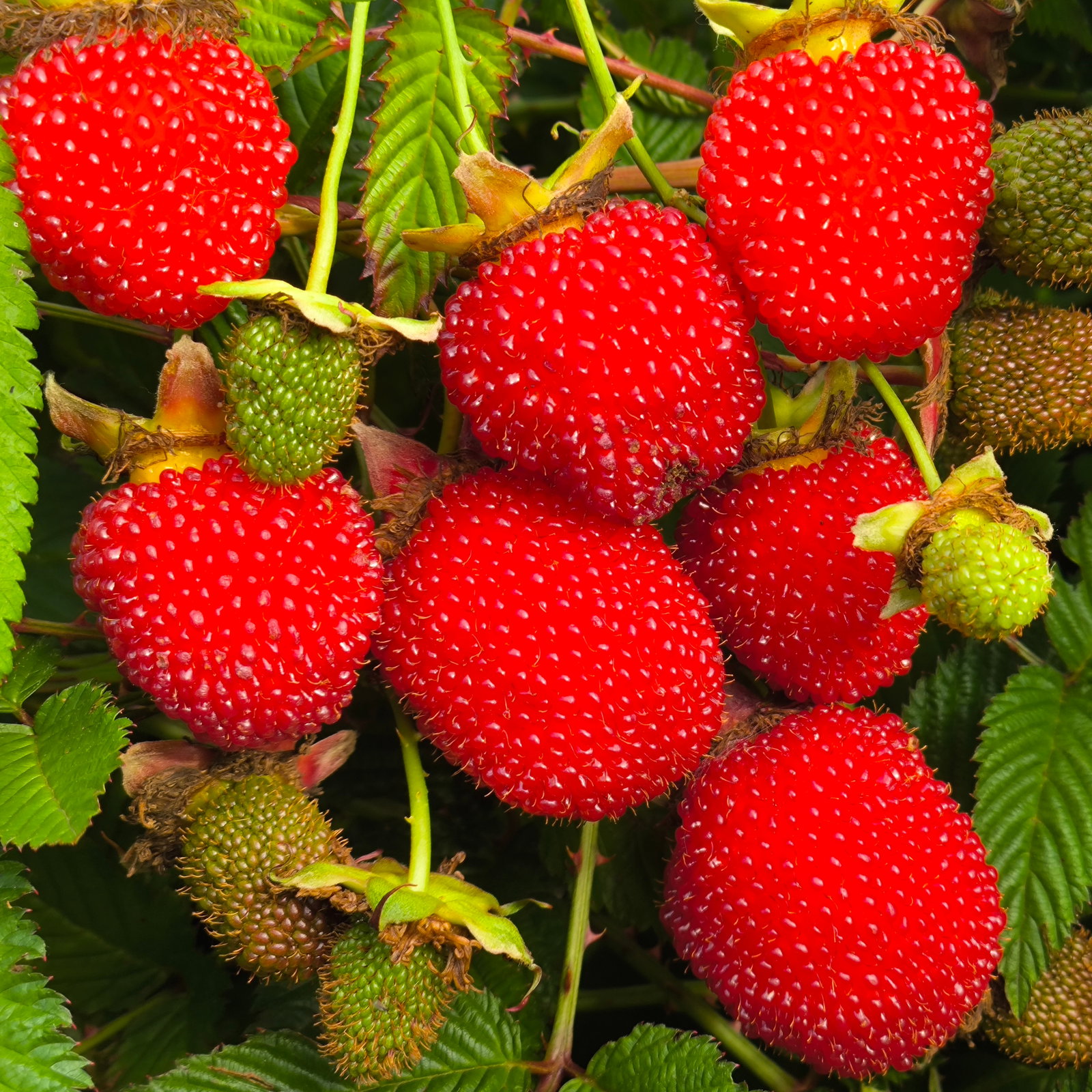 Japanese Balloon Berry