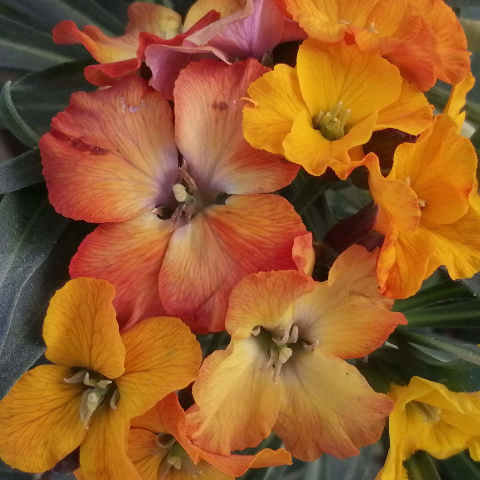 Erysimum Tangerine Titan