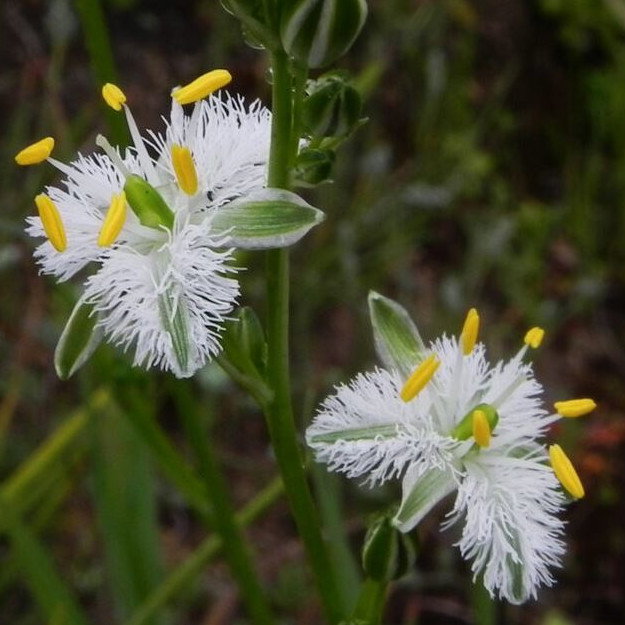 Trichopetalum Plumosum