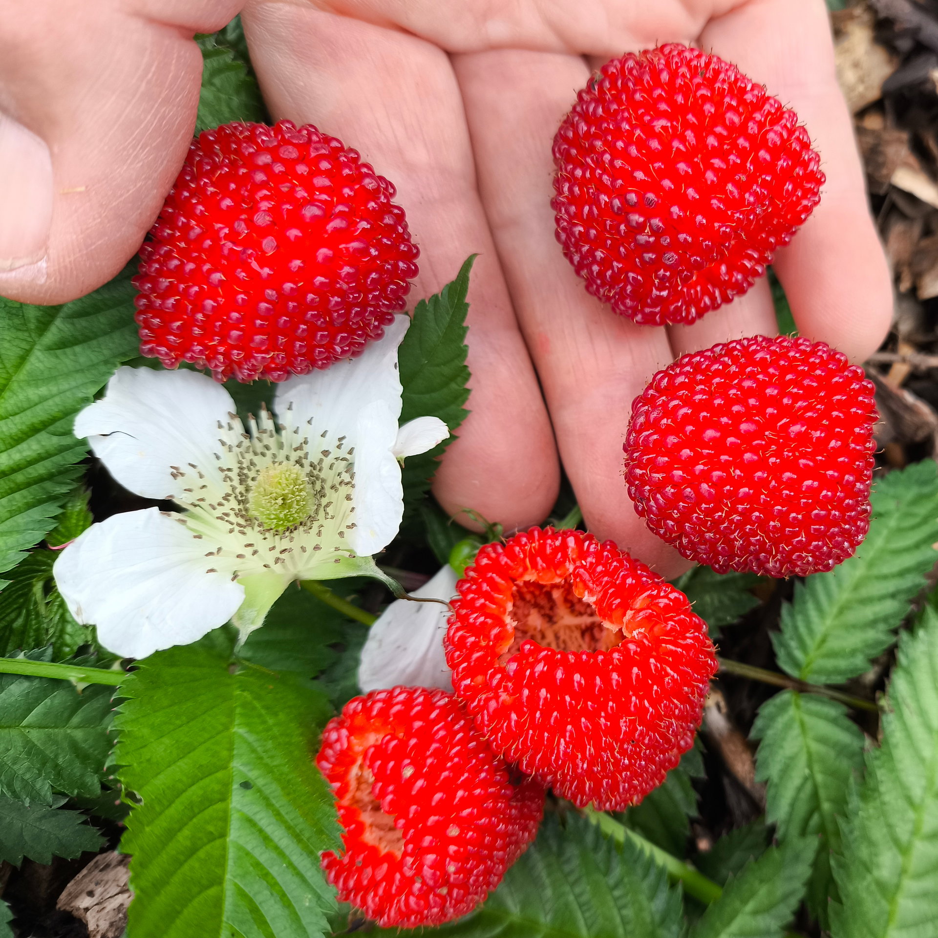 Raspberry Japanese Balloon Berry Seeds | Edible Berry Seeds | Plant ...
