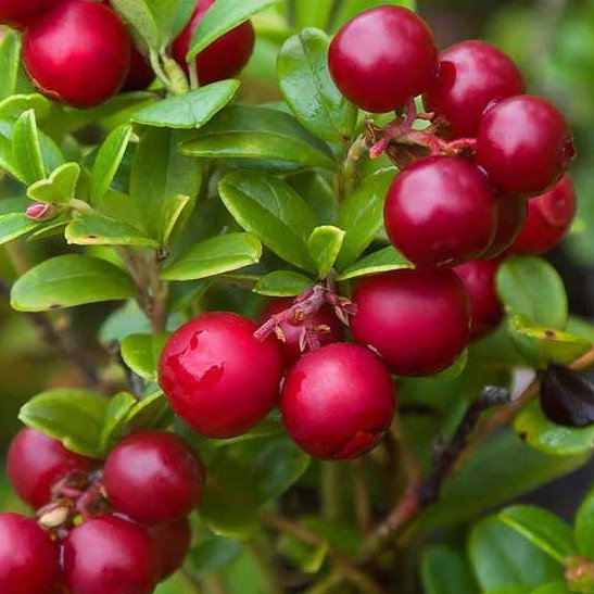 Lingonberry