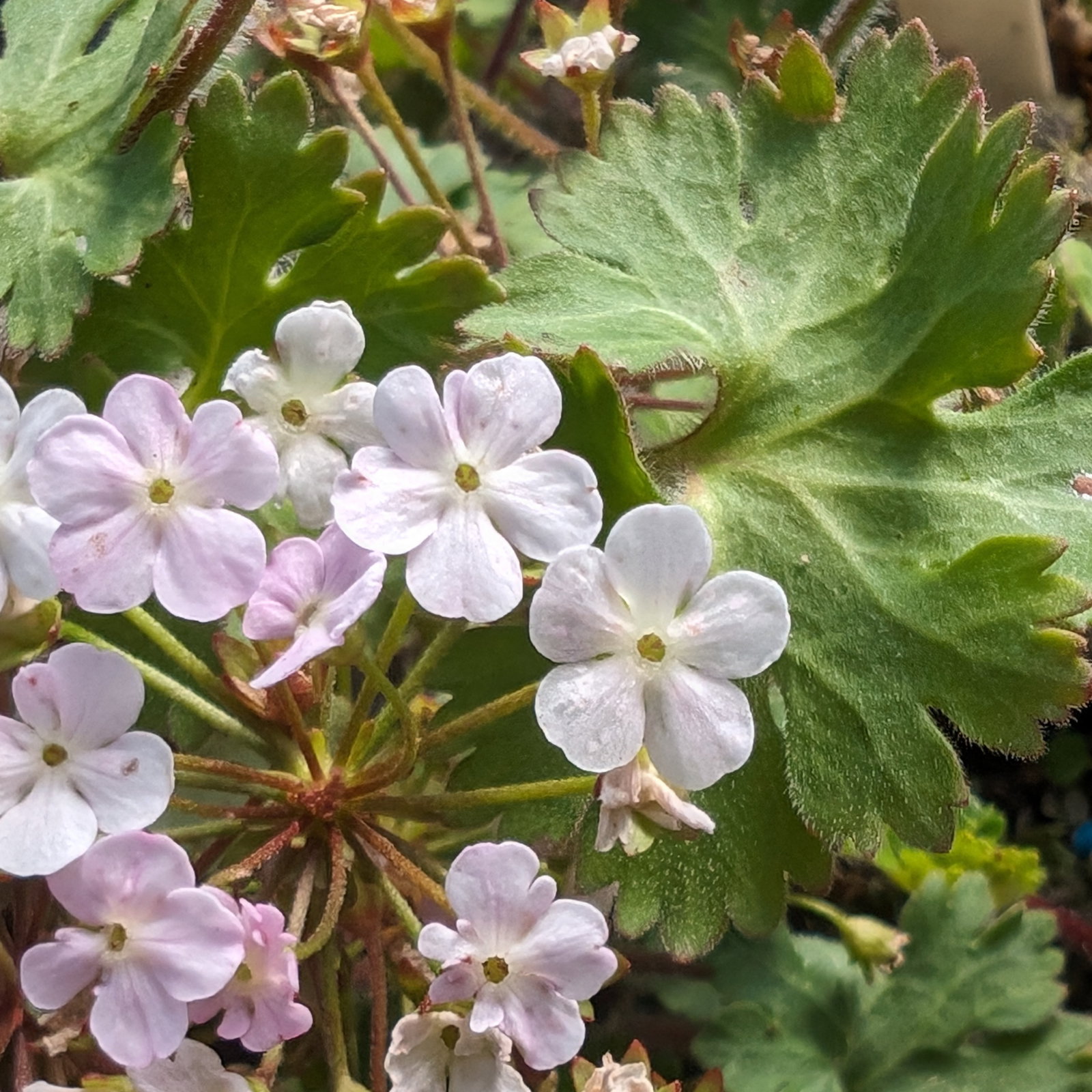 Androsace Geranifolia