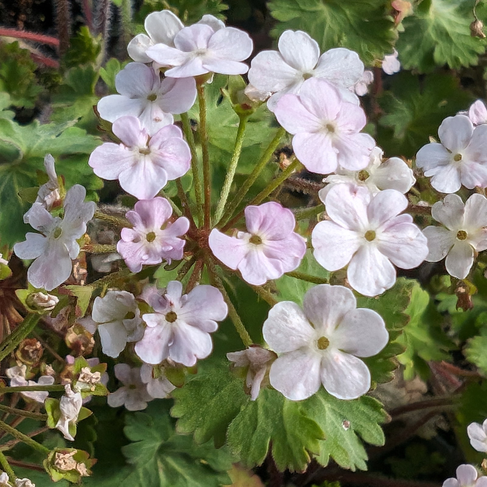 Androsace Geranifolia