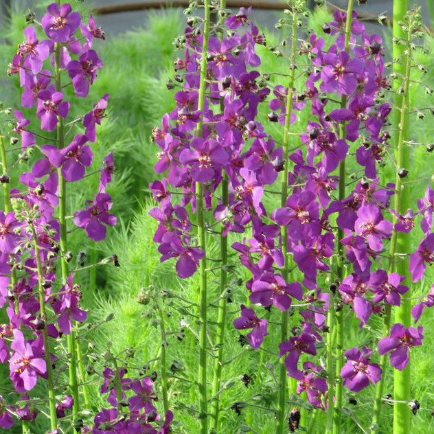 Verbascum Phoeniculum Violetta