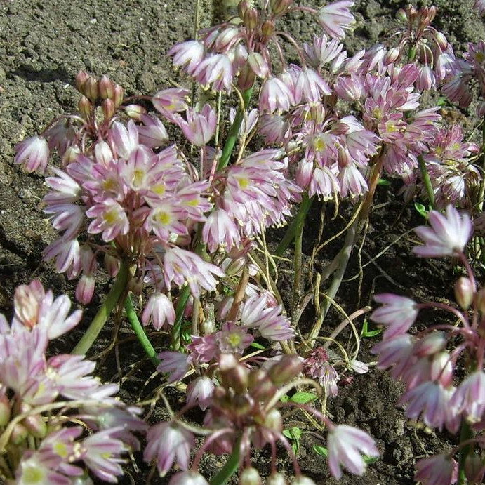 Allium Sibthorpianum