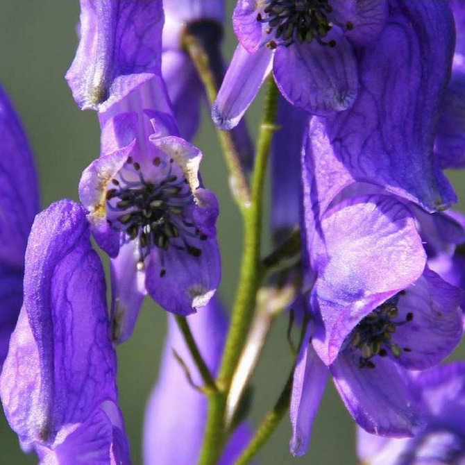 Aconitum Austro Yunnanense