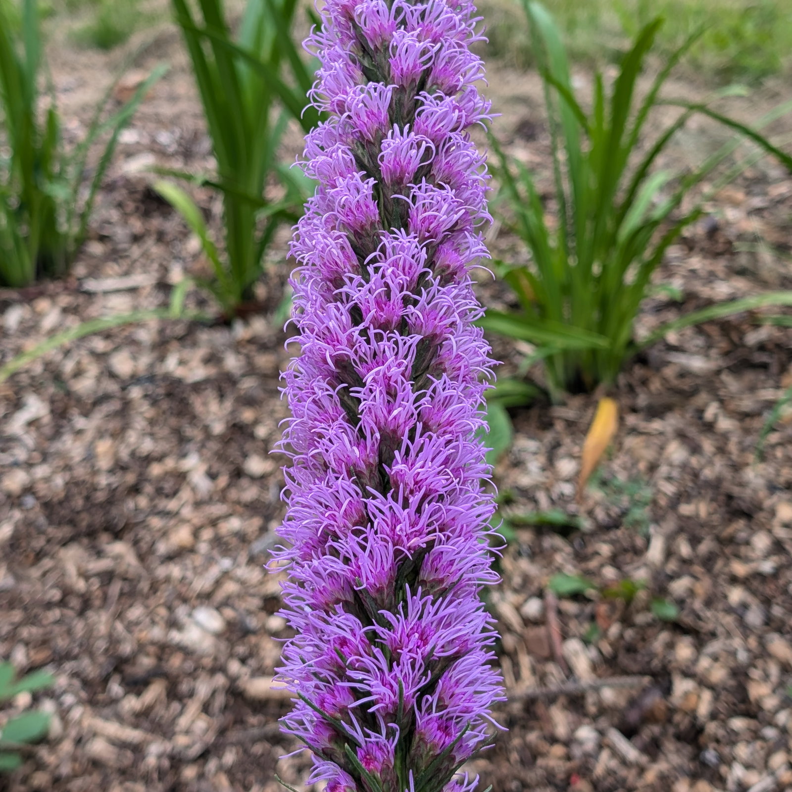 Liatris Spicata
