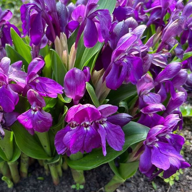 Roscoea Humeana