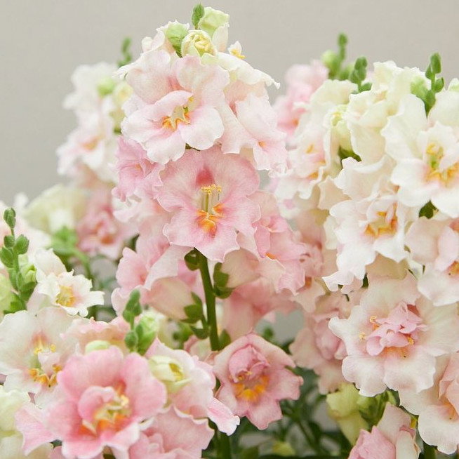 Antirrhinum Double Shot Appleblossom F1